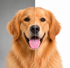 Alpha Masking before and after